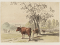 03 sandby cows 600