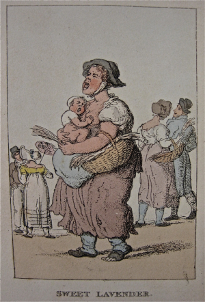 row sweetlavender 720