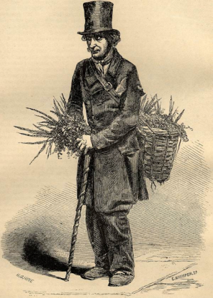 The Groundsel Man 600